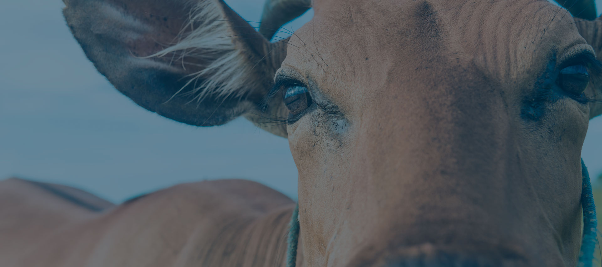 TECNOLOGIA E AMBIENTE